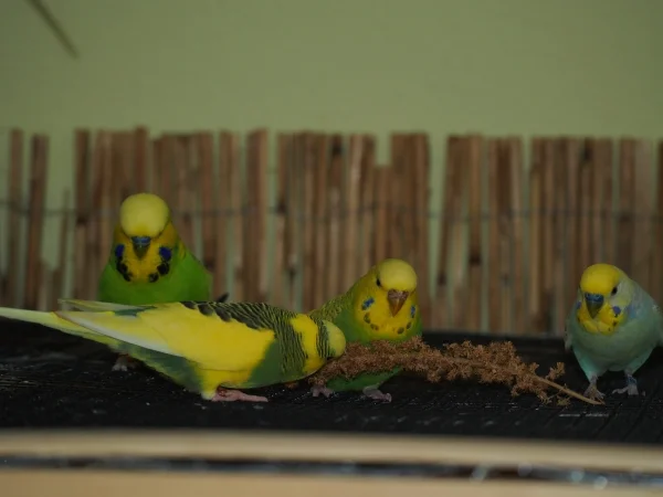 Wellensittich-Bild: Kiwi, Olivia und Oliver und Romeo begutachten die Hirse