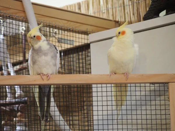 Wellensittich-Bild: Grumpy (links) hieß ursprünglich Tiffy, ist aber wohl ein Mann und benahm sich anfangs wie ein Grumpy Bird. Daher der Name.