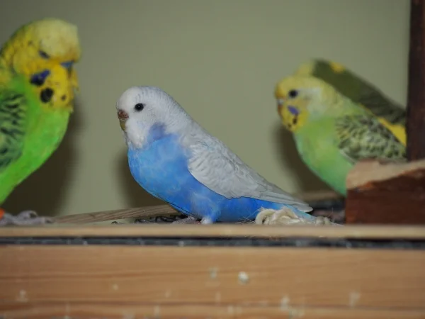 Wellensittich-Bild: Hedwig ist im Gegensatz zu den anderen gar nicht fotoscheu.