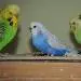 Hedwig