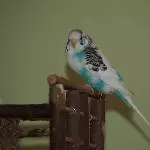 Schicke Lady