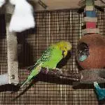 Kiwi auf dem Karussel