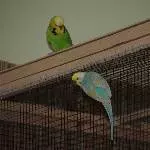 Kiwi und Romeo