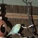 Trixie stellt sich vor