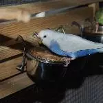 Hedwig am Futternapf