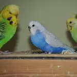 Hedwig stellt sich vor