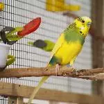 Gelbling