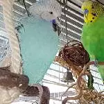 Paulinchen und Ole