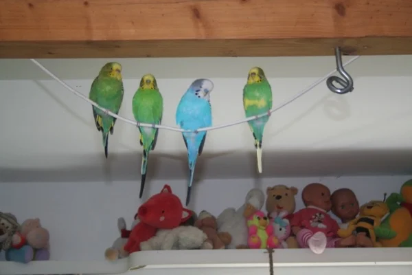 Wellensittich-Bild: ... sie nehmen mich manchmal nicht sehr ernst, wissen ganz genau dass ich nicht will. Aber immerhin picken sie nicht an dem Kabel.