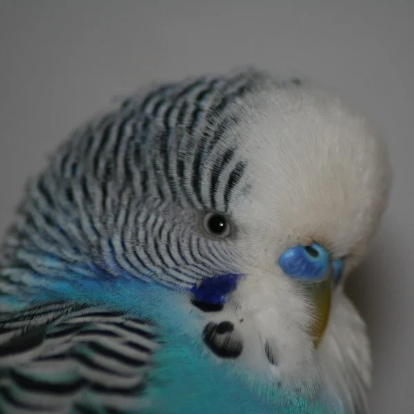 Wellensittich-Bild: Noch etwas schwer, um gut zu fliegen aber singen kann er.