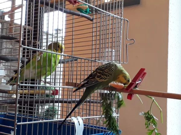 Wellensittich-Bild: Von dieser Mini-Möhre sollen wir jetzt satt werden Felo?