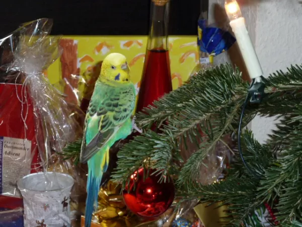 Wellensittich-Bild: Wo ist mein Geschenk?
