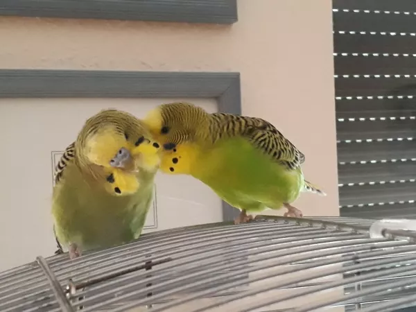 Wellensittich-Bild: Best friends.