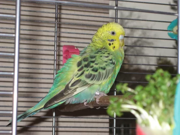 Wellensittich-Bild: Mein kleiner \
