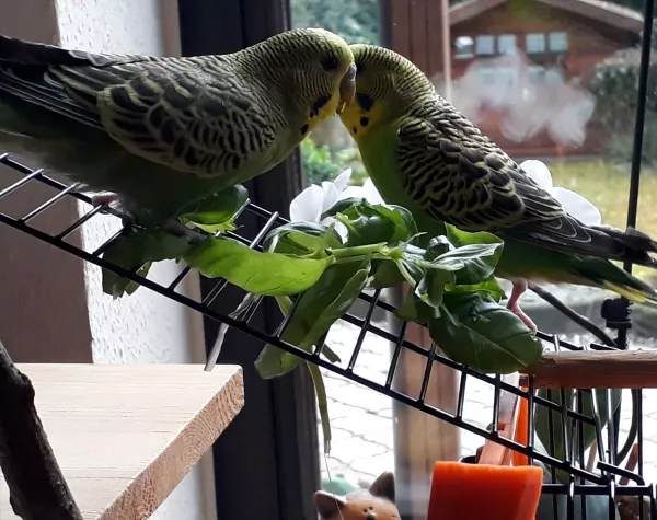 Wellensittich-Bild: Hör´mal Spiky, wenn wir ganz lieb sind, bekommen wir noch mehr Leckerchen.