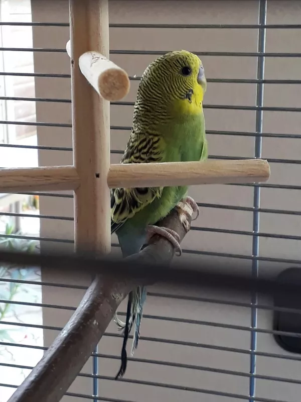 Wellensittich-Bild: Spiky in seinem neuen Zuhause.
