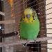 Tweety