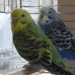 Tweety und Cookie