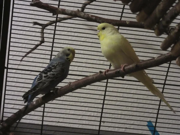 Wellensittich-Bild: Edna und Helix