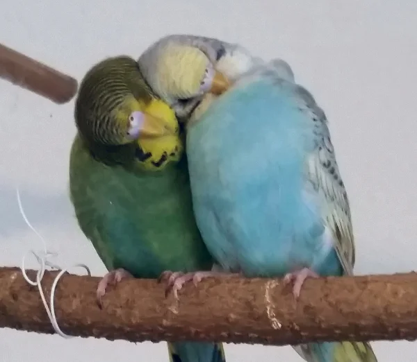 Wellensittich-Bild: Orpheus und Harvey haben sich lieb