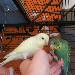 Gaia und Orpheus