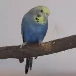 Die hübsche Diva