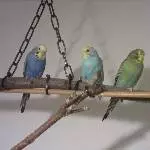 Quartett
