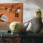 Die 3 Musketiere
