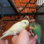 Gaia und Orpheus