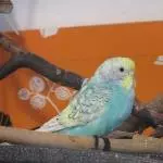 Der kleine Harvey