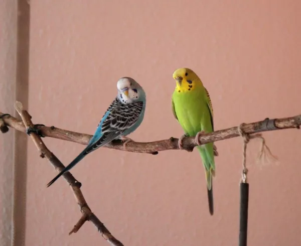 Wellensittich-Bild: Da sitzen die beiden :-)