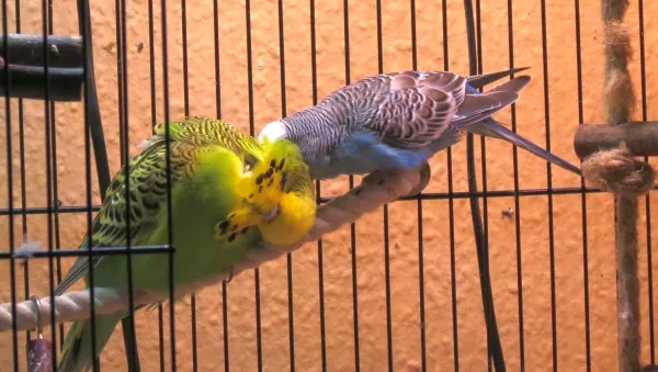 Wellensittich-Bild: Hansi und Hummelchen in Love 