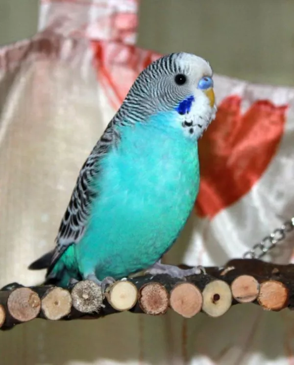 Wellensittich-Bild: Das ist mein Welli Hahn