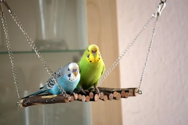 Wellensittich-Bild: Koko und Lore 