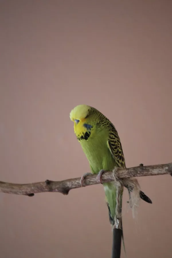 Wellensittich-Bild: Das ist mein Bob, entspannt wie immer