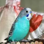 Koko