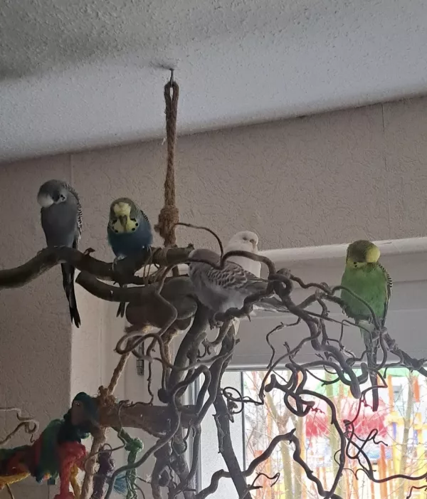 Wellensittich-Bild: Hier zu sehen sind Grobi, Donald,Tiffy, Coco und Max 