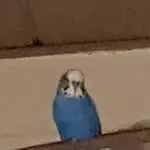Unser Bert 