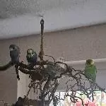 Mittags chillen bei den Flauschis 