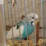 Unsere Rocky 