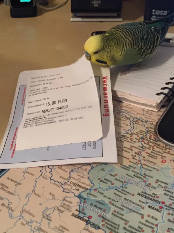 Wellensittich-Bild: Gizmo zeigt hier recht deutlich, was er von der Verwarnung hält :D