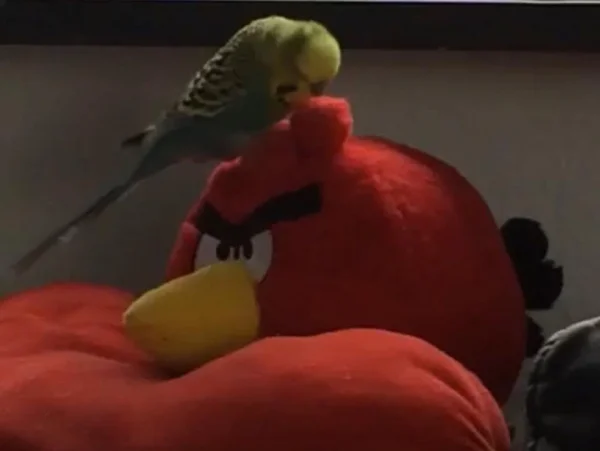 Wellensittich-Bild: Angry Birds unter sich ^^