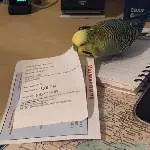 Gizmos Verwarnung