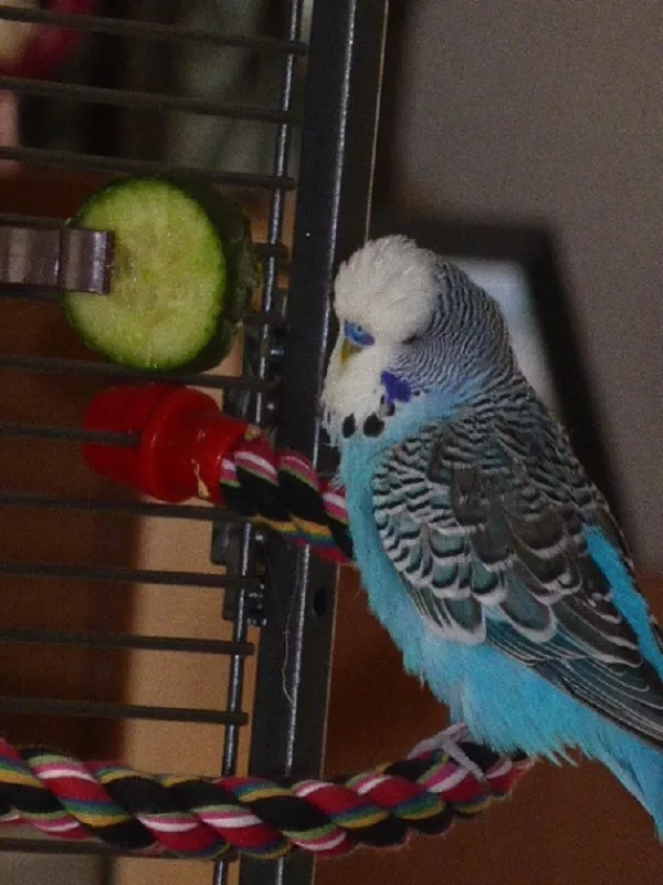 Wellensittich-Bild: Maxi quatschte die ganze Zeit und hat die Gurke damit 