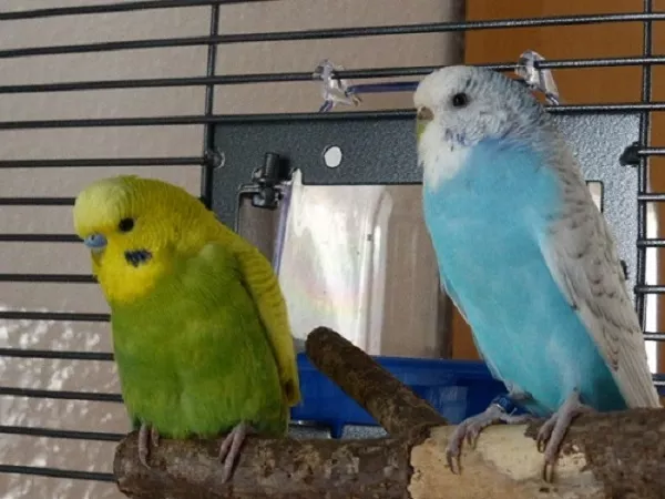 Wellensittich-Bild: Flip und Urmel im Gespräch