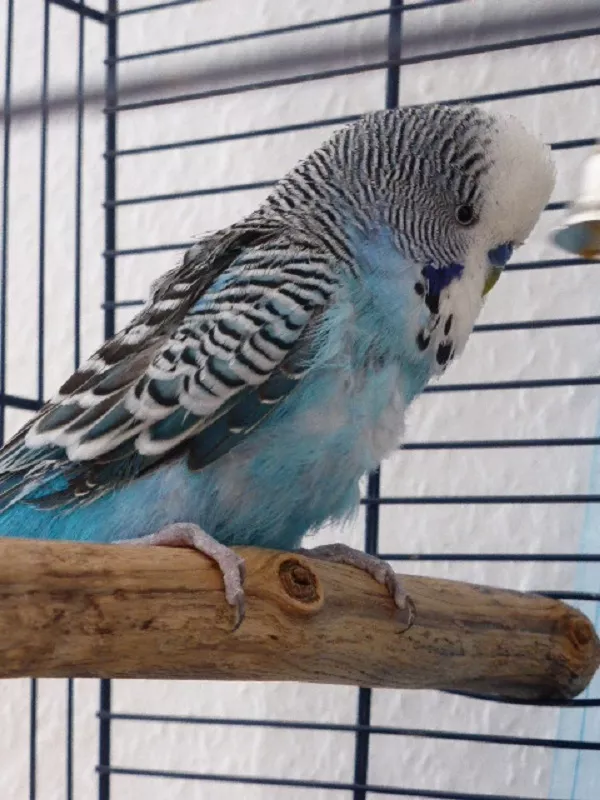 Wellensittich-Bild: Maxi im PBFD-Schub