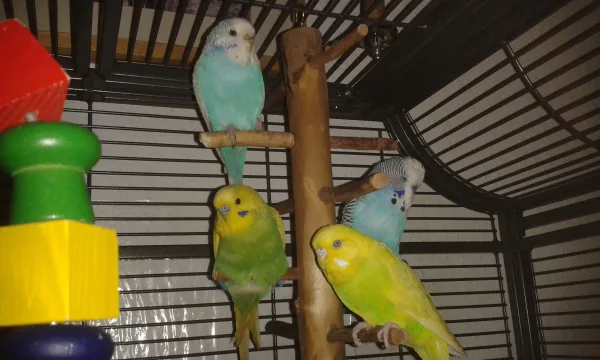 Wellensittich-Bild: links Urmel und Flip (von oben)
rechts Maxi und Susi (von oben)