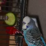 Maxi beim Besprechen von Gurke