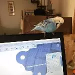 Elvis auf dem Laptop