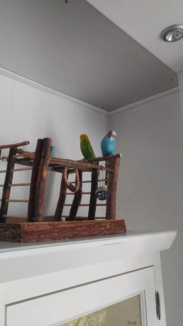 Wellensittich-Bild: Wann ist sie endlich fertig mit Käfig putzen?
